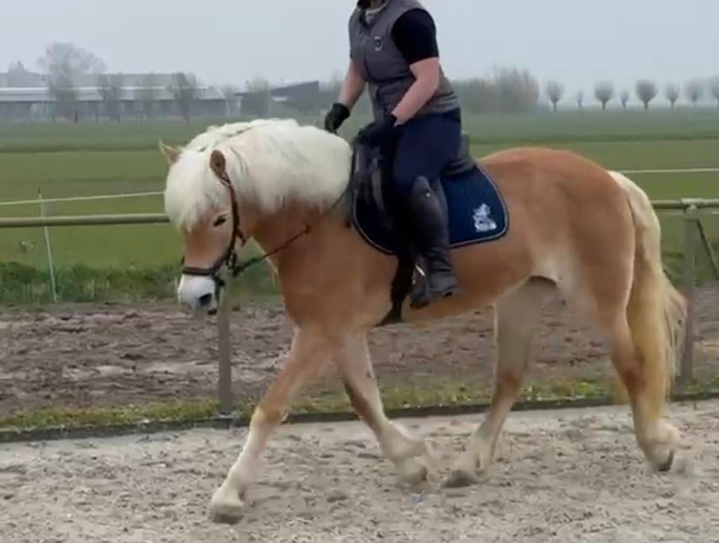 Lieve haflinger merrie, Merrie, E pony (1.48m - 1.57m), 7 tot 10 jaar
