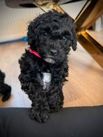 Labradoodle pups mini🩷💜  nog 2 pups🐾, Dieren en Toebehoren, Honden | Retrievers, Spaniëls en Waterhonden, Parvo, Overige rassen
