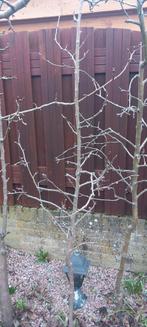Appelboompje op stam  elstar, Ophalen of Verzenden, Minder dan 50 cm