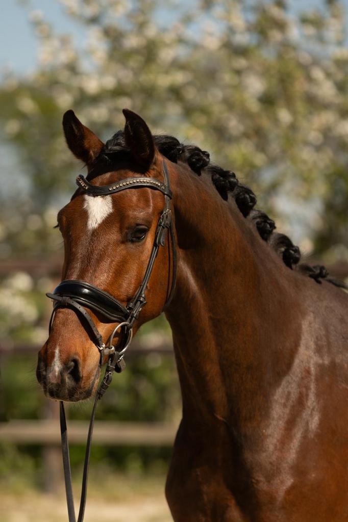 Knappe en super brave!! Dressuur ruin., Dieren en Toebehoren, Paarden, Met stamboom, Ruin, Dressuurpaard, 3 tot 6 jaar