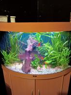 Juwel trigon 190, meubel en superfish buitenfilter, Dieren en Toebehoren, Vissen | Aquaria en Toebehoren, Ophalen, Gebruikt, Leeg aquarium