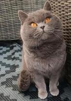 Britse korthaar vrouwtje