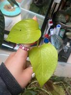 Epipremnum neon gewortelde kopstek, Ophalen of Verzenden, Halfschaduw, Minder dan 100 cm