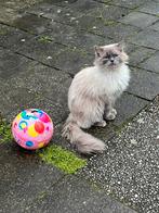 Ragdol, Kater, Gechipt