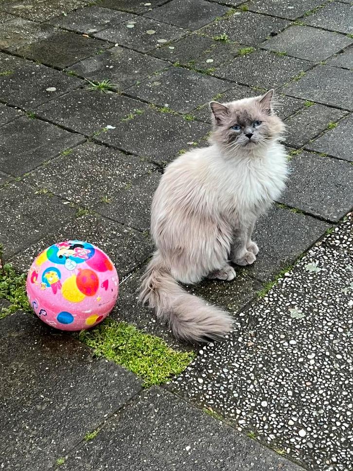 Ragdol, Dieren en Toebehoren, Katten en Kittens | Raskatten | Langhaar, Kater, Gechipt