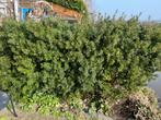 Taxus haag, Ophalen, Taxus, Minder dan 100 cm