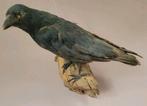 Opgezette Zwarte Kraai op Hout – Oud, Verzamelen, Dierenverzamelingen, Ophalen of Verzenden, Gebruikt, Vogel, Opgezet dier