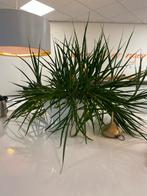 Hoogglans plantenbak met plant - 75cm, Ophalen, Overige soorten, Halfschaduw, In pot