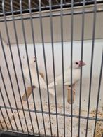 Zeer mooie grote koppel zuiver witte rijstvogels TT klassen, Dieren en Toebehoren, Vogels | Overige Vogels, Meerdere dieren, Tropenvogel