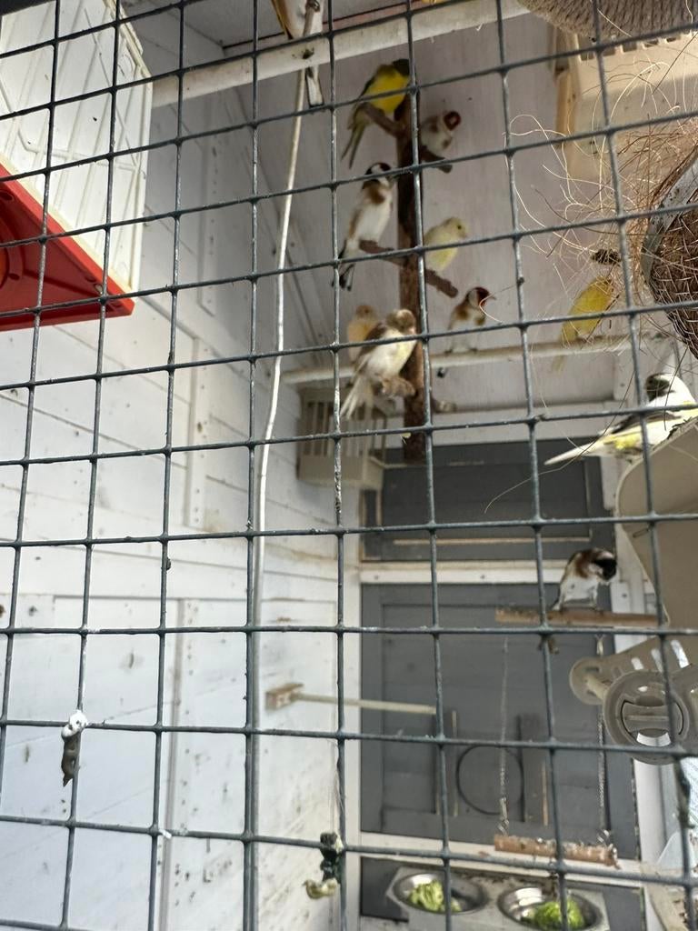 Majoor putter man, Mannelijk, Bastaard