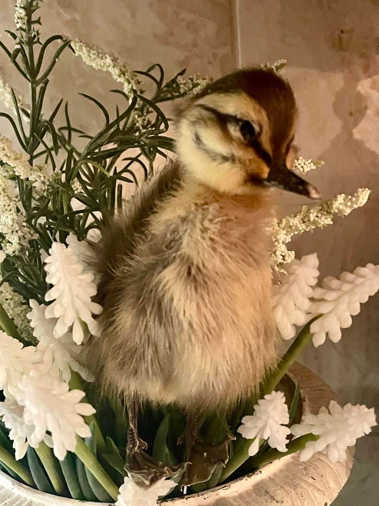 Opgezet kuikentje 13 cm - staat op zichzelf, Ophalen of Verzenden, Zo goed als nieuw