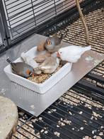 10 zebravinken, verschillende kleuren, Dieren en Toebehoren, Meerdere dieren