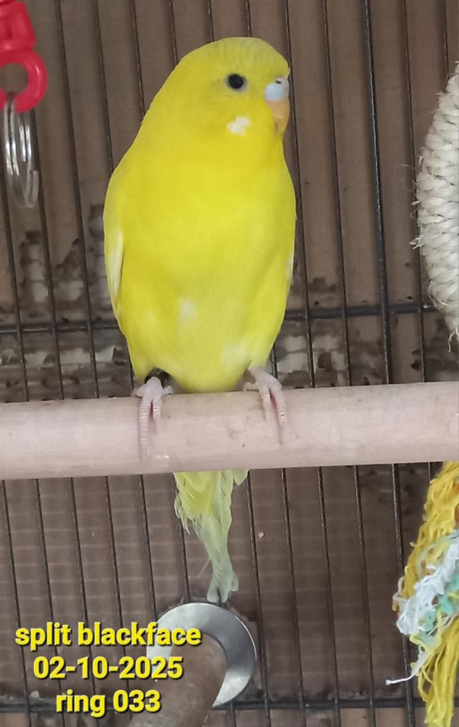 2  split Bonte blackface, Dieren en Toebehoren, Vogels | Parkieten en Papegaaien, Geslacht onbekend, Parkiet, Geringd