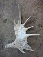 eland afwerpstang , eland gewei, Verzamelen, Ophalen of Verzenden, Gebruikt, Hert, Gewei of Kop