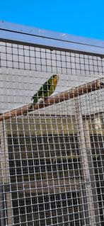 Citroenparkiet, Dieren en Toebehoren, Vogels | Parkieten en Papegaaien, Mannelijk, Parkiet, Geringd