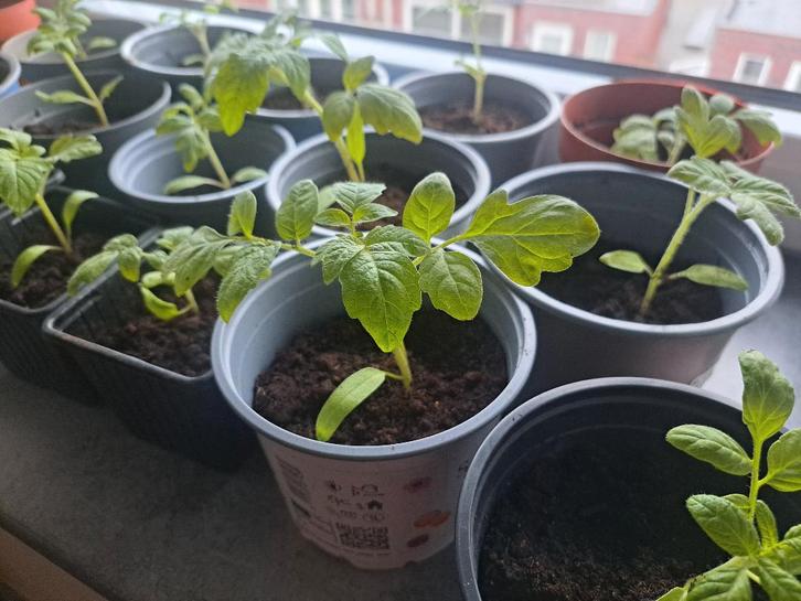 Pompoen, meloen, tomaat, aardbei stekje groente fruit plant, Tuin en Terras, Planten | Tuinplanten, Eenjarig, Groenteplanten, Volle zon