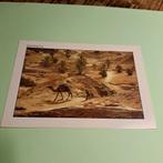 Vintage Ansichtkaart Matmata, Tunesië - Kameel in Woestijn, Ophalen of Verzenden, 1980 tot heden, Ongelopen, Buiten Europa