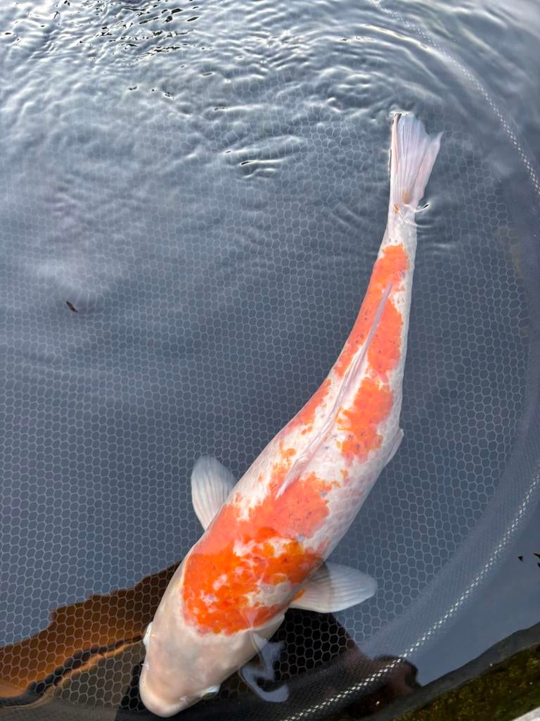 Koi 50-60 cm, Dieren en Toebehoren, Vissen | Vijvervissen, Karper of Koi