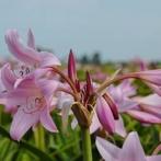 Crinum Ëllen Bousanguet", Volle zon, Vaste plant, Zomer, Ophalen