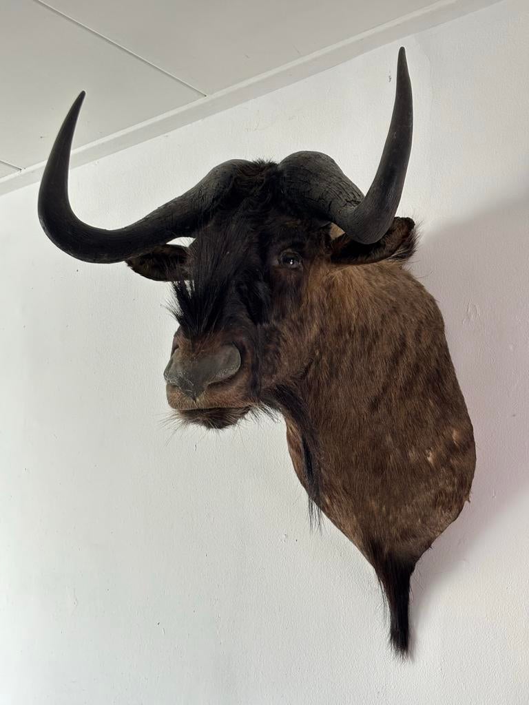 Opgezette witstaartgnoe kop, topkwaliteit, unieke eyecatcher, Verzamelen, Ophalen, Gebruikt, Wild dier, Gewei of Kop