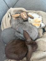 Dwerg hangoor konijntjes, Dieren en Toebehoren, Meerdere dieren, Dwerg, Hangoor, 0 tot 2 jaar