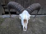 Moeflon ram schedel.  Decoratie, mancave, jacht, landelijk, Ophalen of Verzenden, Gebruikt, Wild dier, Schedel