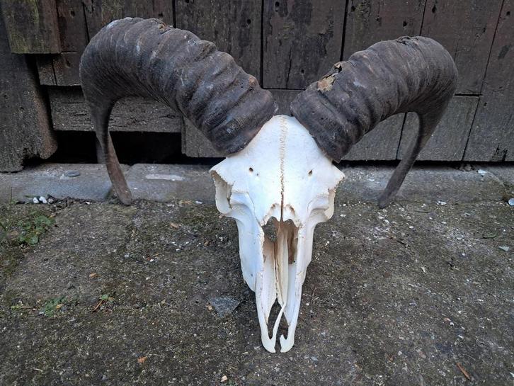 Moeflon ram schedel.  Decoratie, mancave, jacht, landelijk, Verzamelen, Dierenverzamelingen, Gebruikt, Schedel, Wild dier, Ophalen of Verzenden