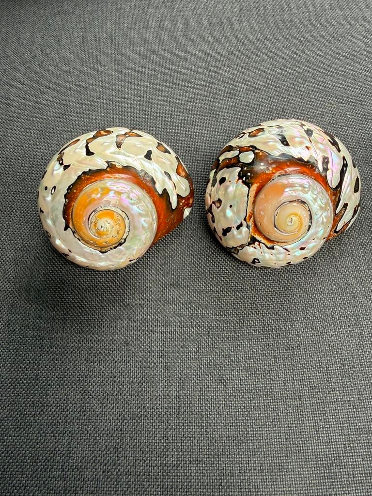 Mooie decoratie Schelpen 2 stuks, Ophalen of Verzenden, Zo goed als nieuw