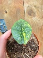 Alocasia platinum variegata plant aurea yellow lemon lime, Ophalen of Verzenden, Halfschaduw, Minder dan 100 cm