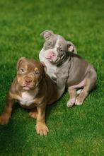 Old English bulldog - mogen meteen mee naar hun goude mand, Dieren en Toebehoren, Honden | Niet-rashonden, 8 tot 15 weken, Parvo