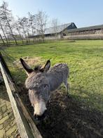 Ezel Pablo, Dieren en Toebehoren, Overige Dieren, Juli, Mannelijk