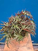 Begonia 'Himalayan' p14