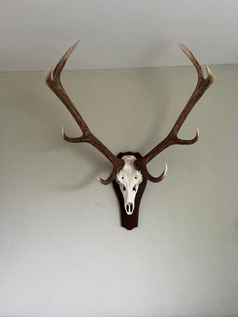 Edelhert gewei prachtige tien ender op donkere gewei plank, Ophalen, Zo goed als nieuw, Hert, Gewei of Kop