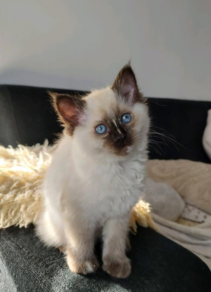 Ragdoll Seal point kitten met stamboom, Dieren en Toebehoren, Katten en Kittens | Raskatten | Langhaar, Poes, Met stamboom