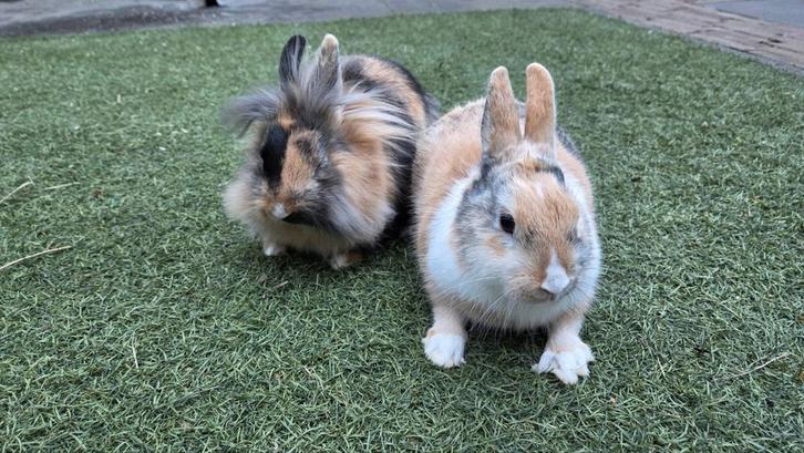 2x lieve dwerg/kleine konijntjes(1Fluffy)Ferplast Grand 120, Dieren en Toebehoren, Konijnen, Klein, Meerdere dieren, 0 tot 2 jaar