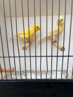 Koppel waterslagers, Meerdere dieren, Kleurkanarie
