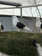 Jonge doffer oud-Hollandse meeuw, Dieren en Toebehoren, Vogels | Duiven, Mannelijk