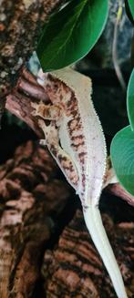 Wimpergekko, Dieren en Toebehoren, Hagedis, 0 tot 2 jaar