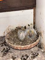 Twee jonge vale postduiven, Meerdere dieren, Postduif