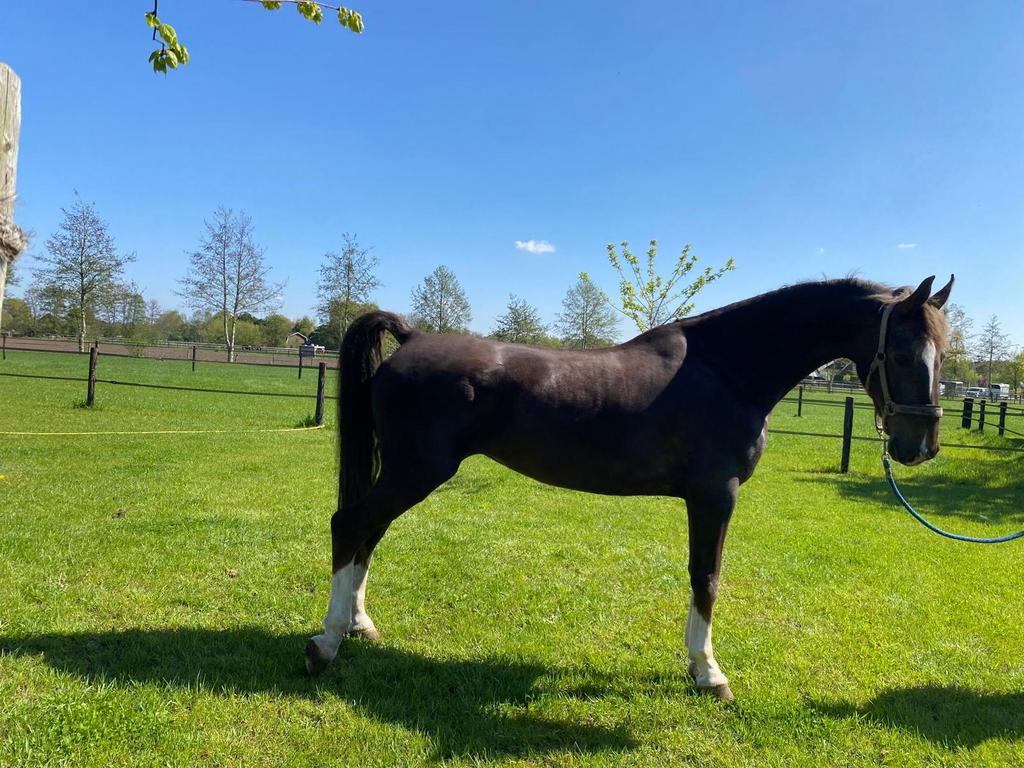 Tuigpaard, Dieren en Toebehoren, Paarden, Merrie, 7 tot 10 jaar, Tuigpaard, 165 tot 170 cm