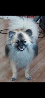 Oppas gezocht hondje, Ophalen