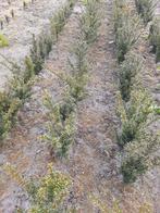 Taxus Baccata Plantgoed - Ideale Buxusvervanger vanaf €1,30, Overige soorten, Vaste plant, Ophalen of Verzenden, Bloeit niet