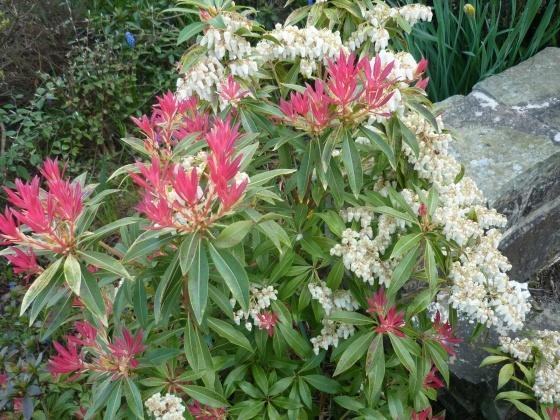 Pieris Forest flame vanaf €7,95, Tuin en Terras, Planten | Tuinplanten, Overige soorten, Halfschaduw, Lente, Ophalen