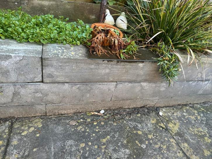 Tuintegels grijs 60 bij 60 cm gratis af te halen, Tuin en Terras, Tegels en Klinkers, Gebruikt, Terrastegels, Beton, Ophalen