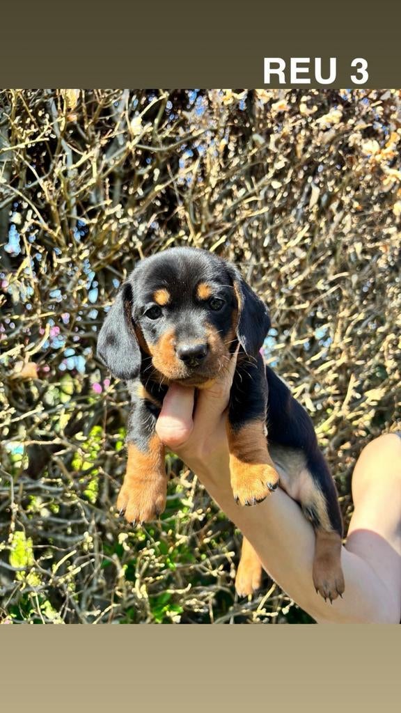 Prachtige dwerg Teckel Black and Tan Reu, Dieren en Toebehoren, Reu, 8 tot 15 weken, Eén hond, Klein