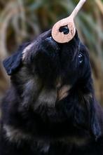 Hovawartpuppies met stamboom, 8 tot 15 weken, Parvo, Meerdere, Meerdere dieren