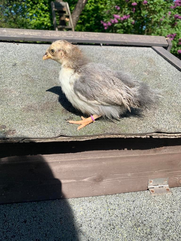 Jonge raszuivere Serama hennen en haantjes dit weekend 6 wk, Dieren en Toebehoren, Meerdere dieren, Kip