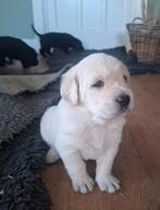 leuke pups Golden Retriever x Duitse Staande kruising, Parvo, 8 tot 15 weken, Groot, Meerdere