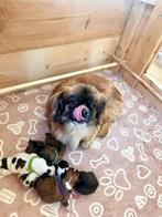 Boomer pups te koop, Dieren en Toebehoren, Honden | Chihuahua's en Gezelschapshonden, Overige rassen, 8 tot 15 weken, Meerdere