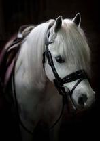 Knappe bomproof B-pony, Dieren en Toebehoren, Gechipt, B, Ruin, Dressuurpony